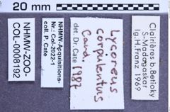 Etikette zu Lycoreus corpulentus (NHMW-ZOO-COL-0008192)